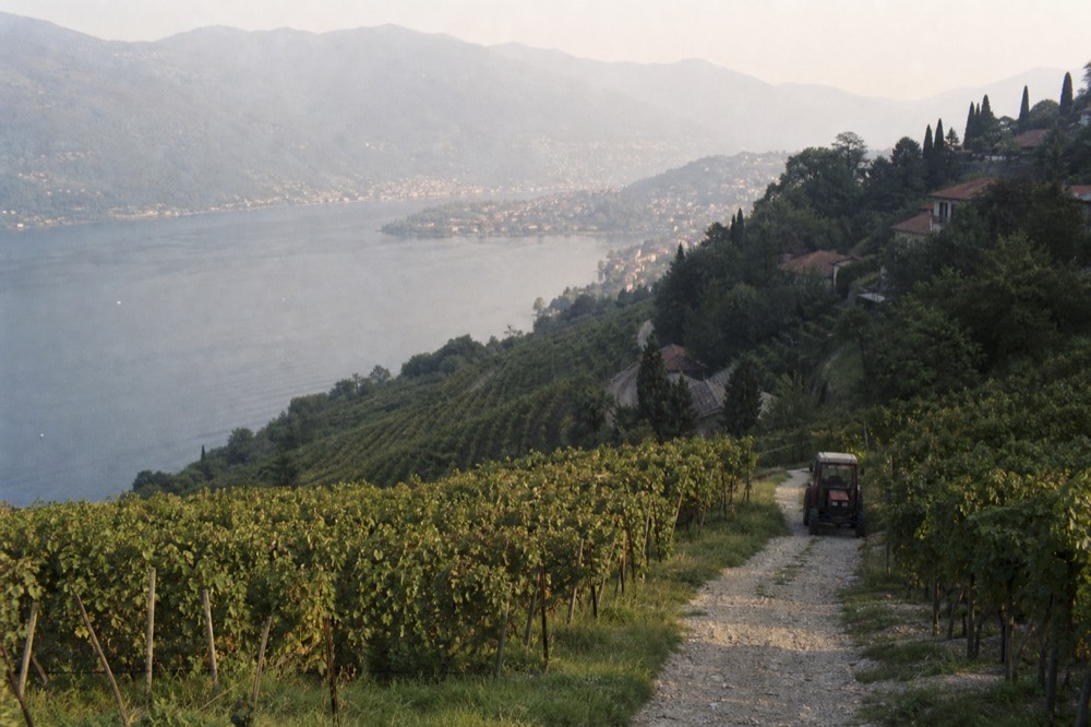 Vineyard rows on hills above a lake in Franciacorta wine country